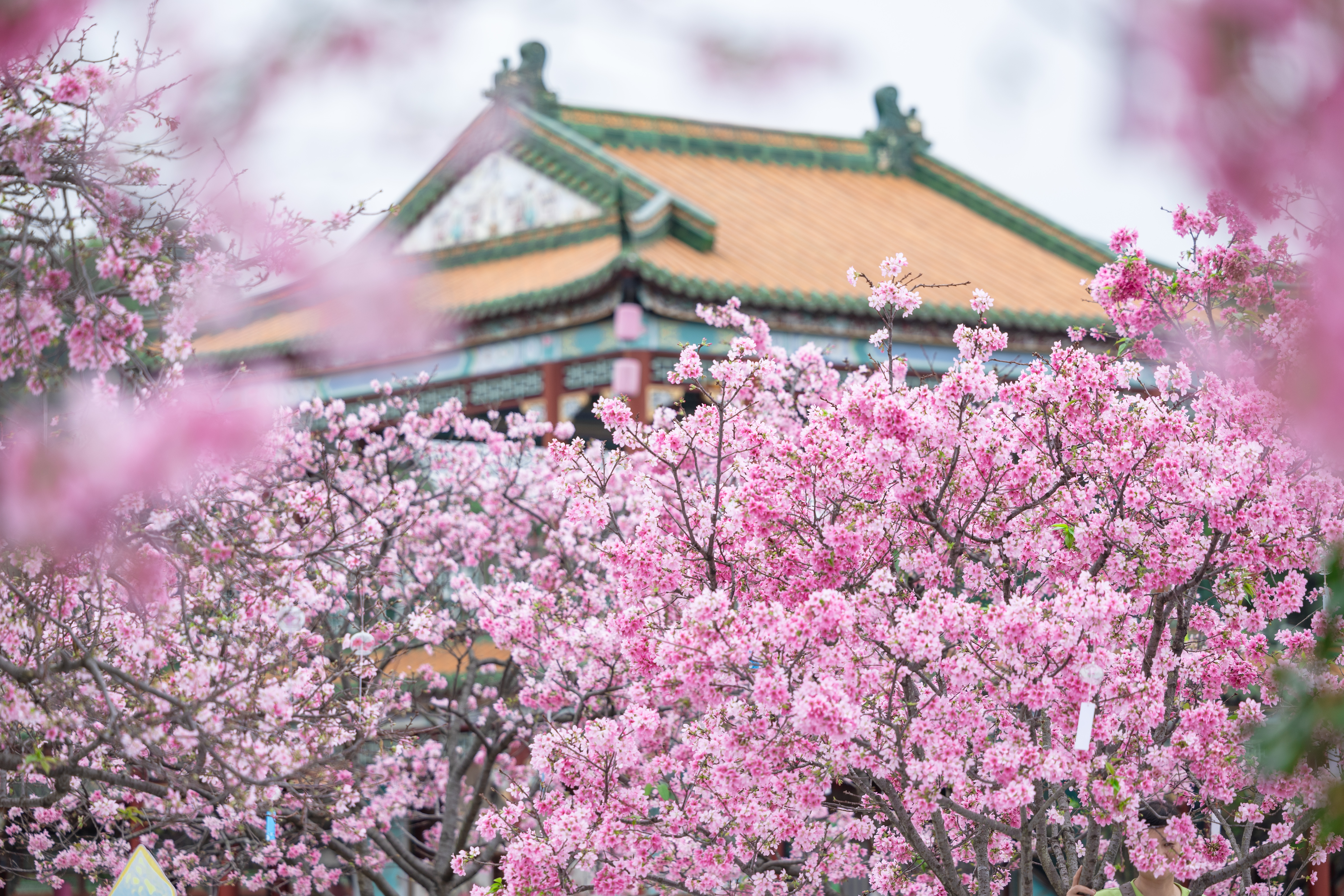 宝墨园樱花.JPG