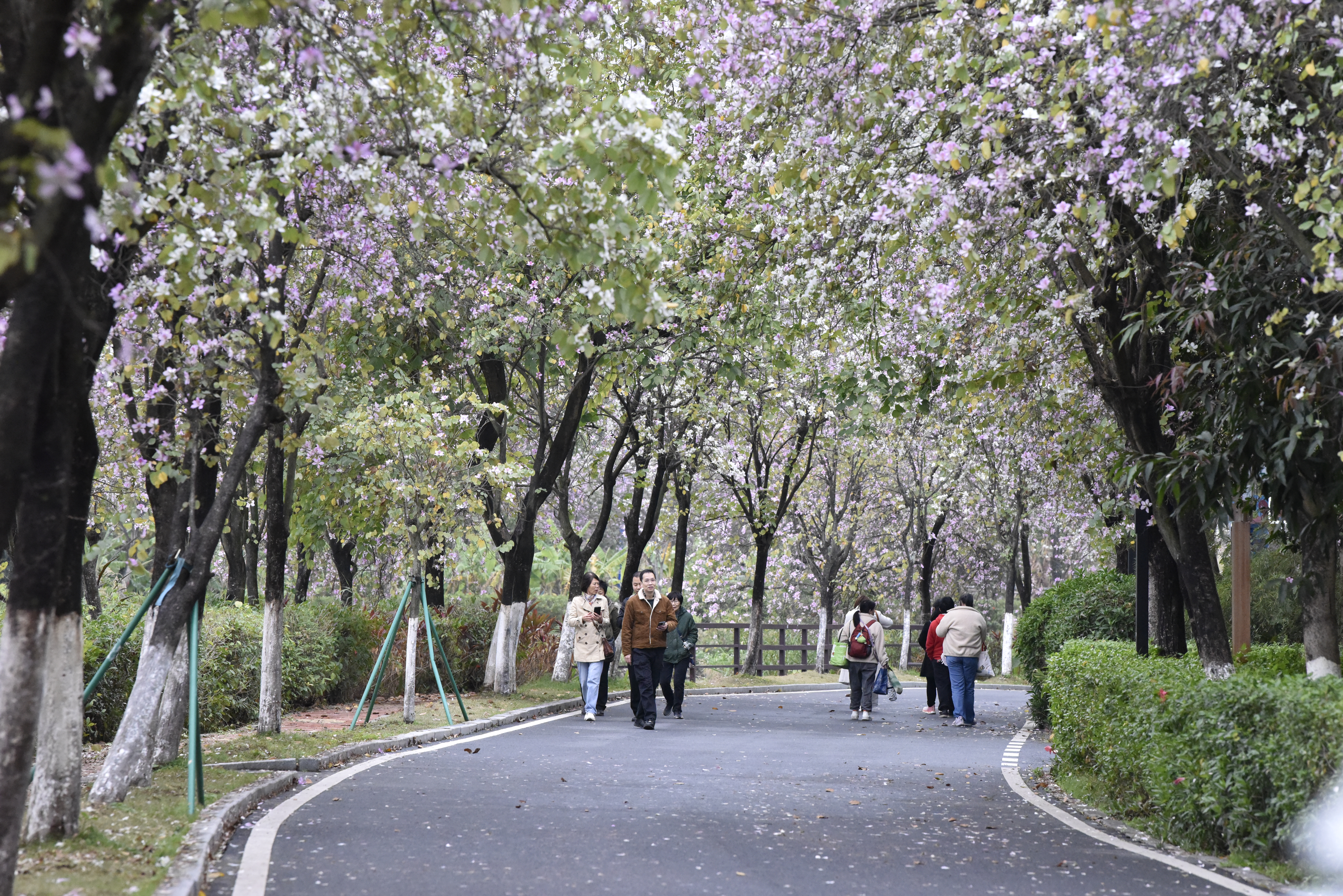 游客在海珠湿地公园赏花.jpg