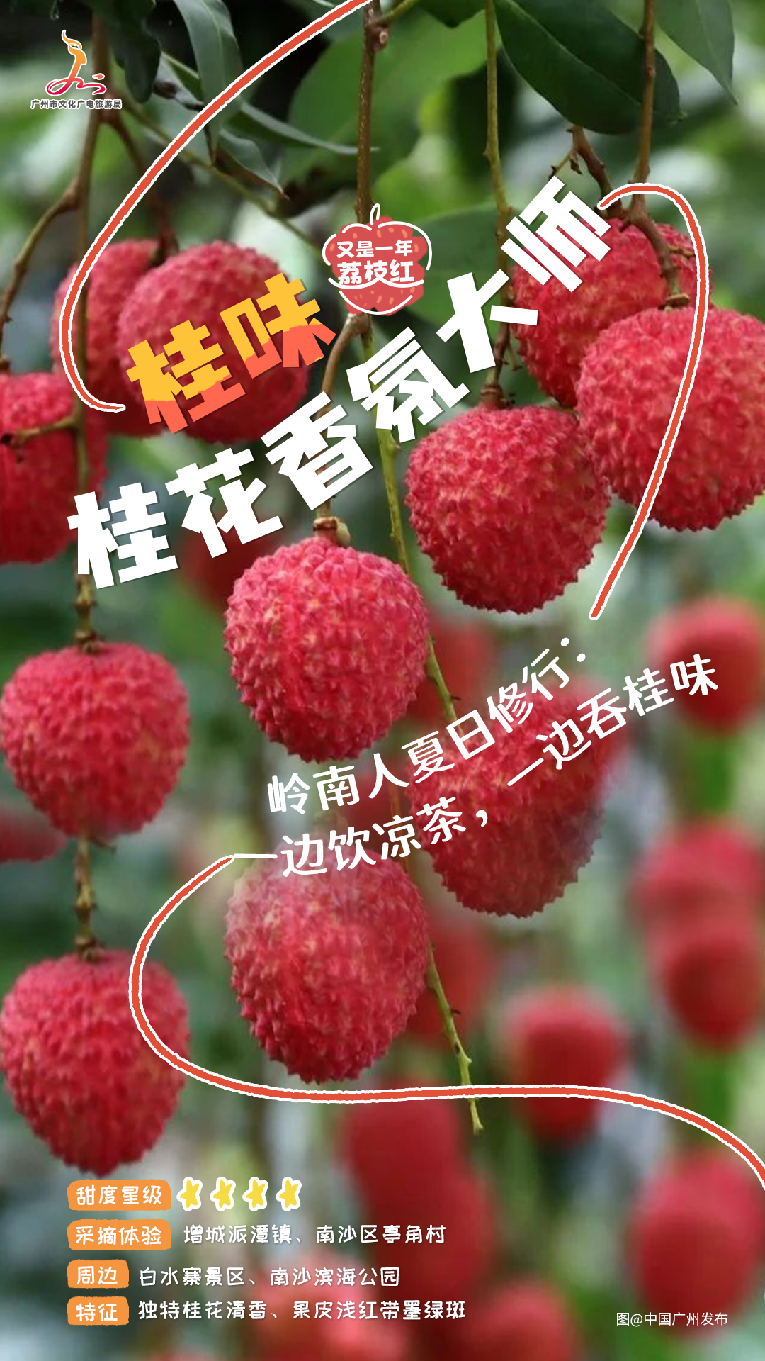 桂味.jpg